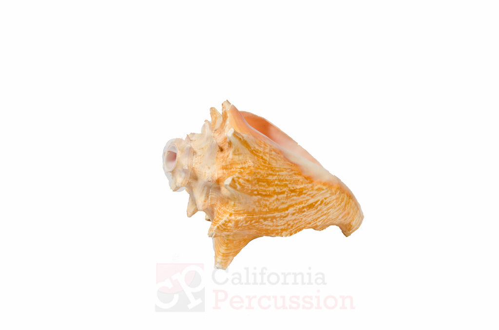Conch Shell Rental